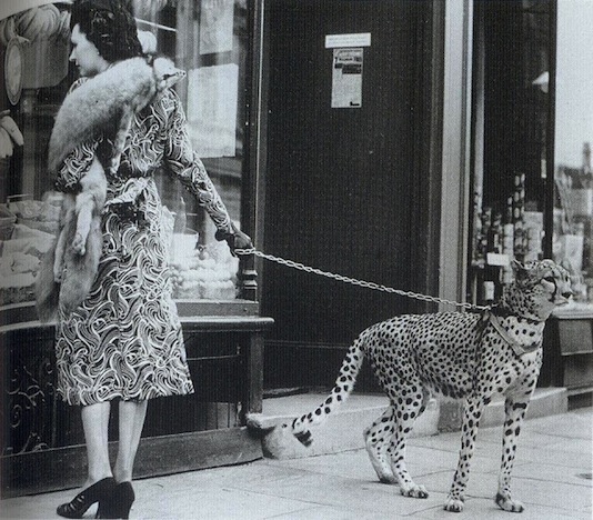 Actress Phyllis Gordon with pet cheetah