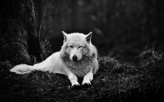 stories about wolves