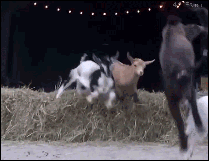 Goat Jump