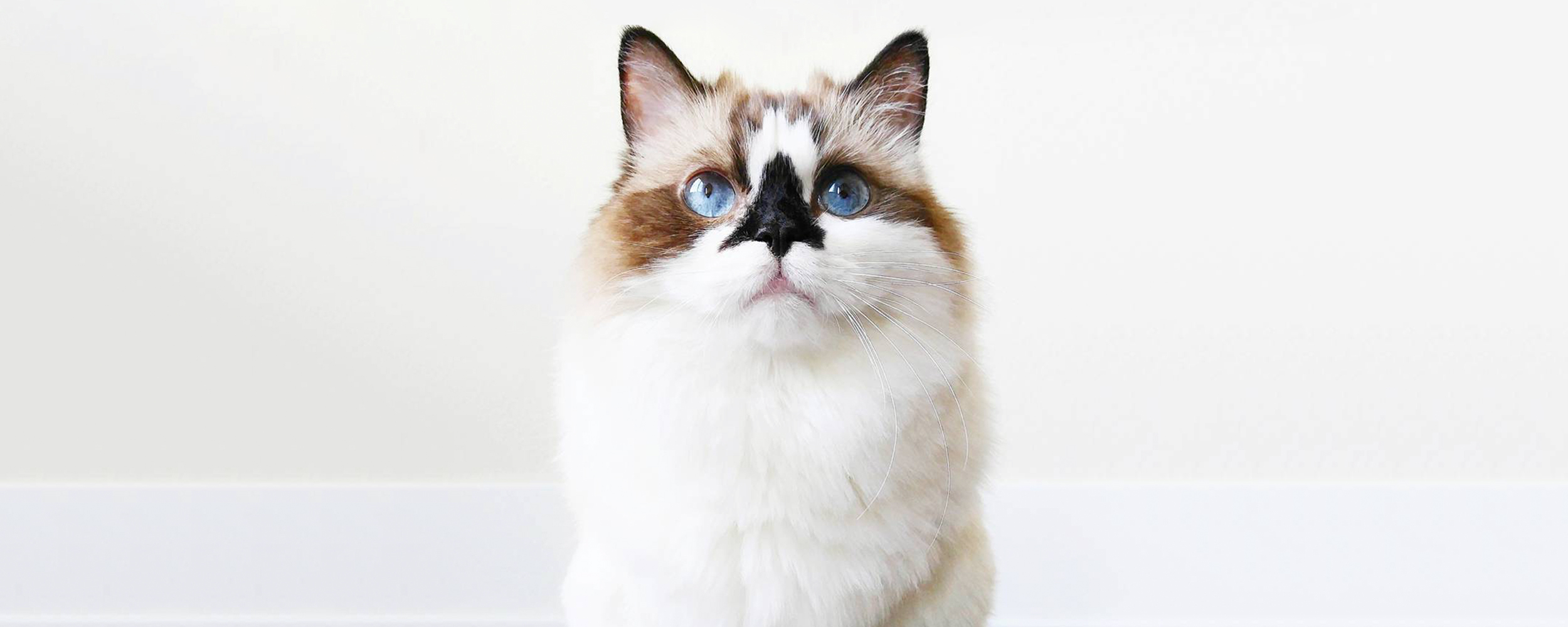 8 Cat Instagram Accounts to Calm Your Anxieties
