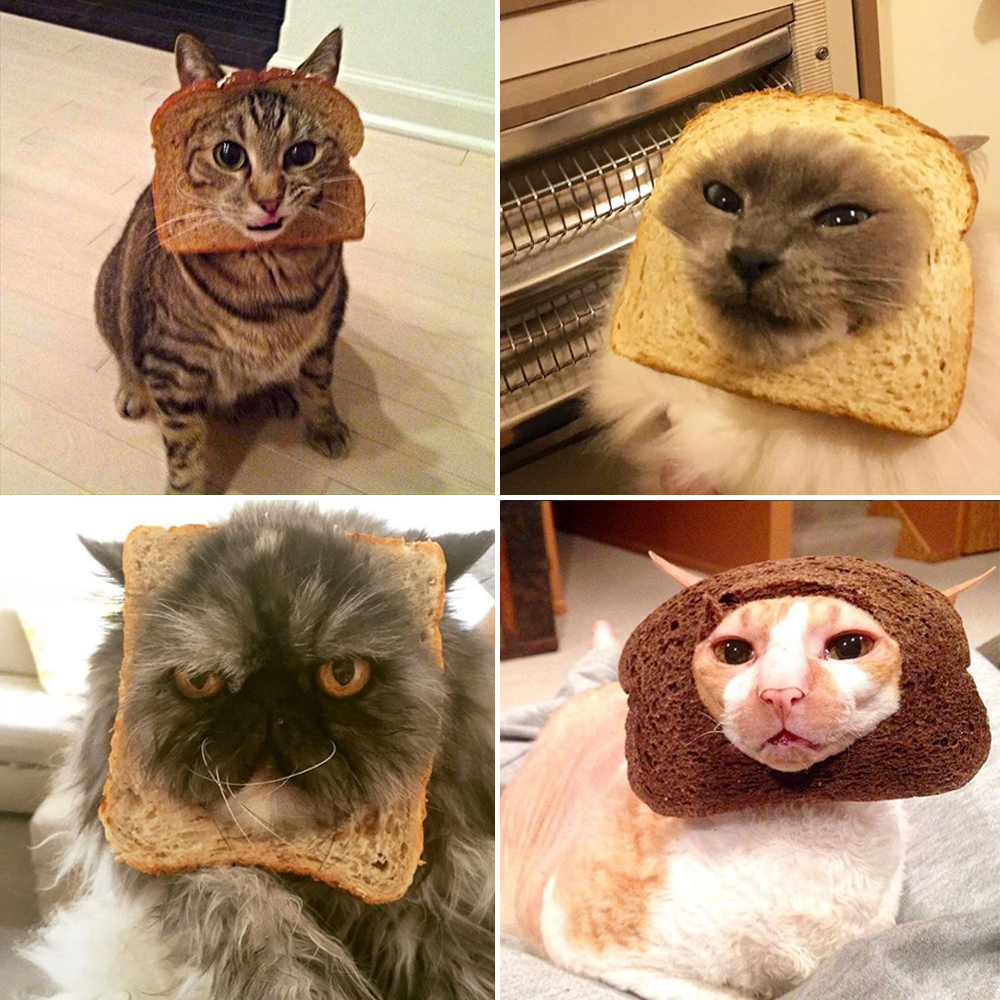 Cats and bread.