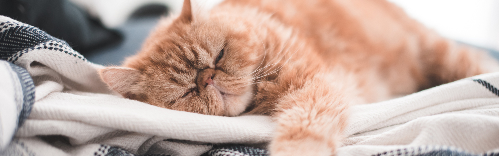 In Praise of the (Grown-up) Security Blanket