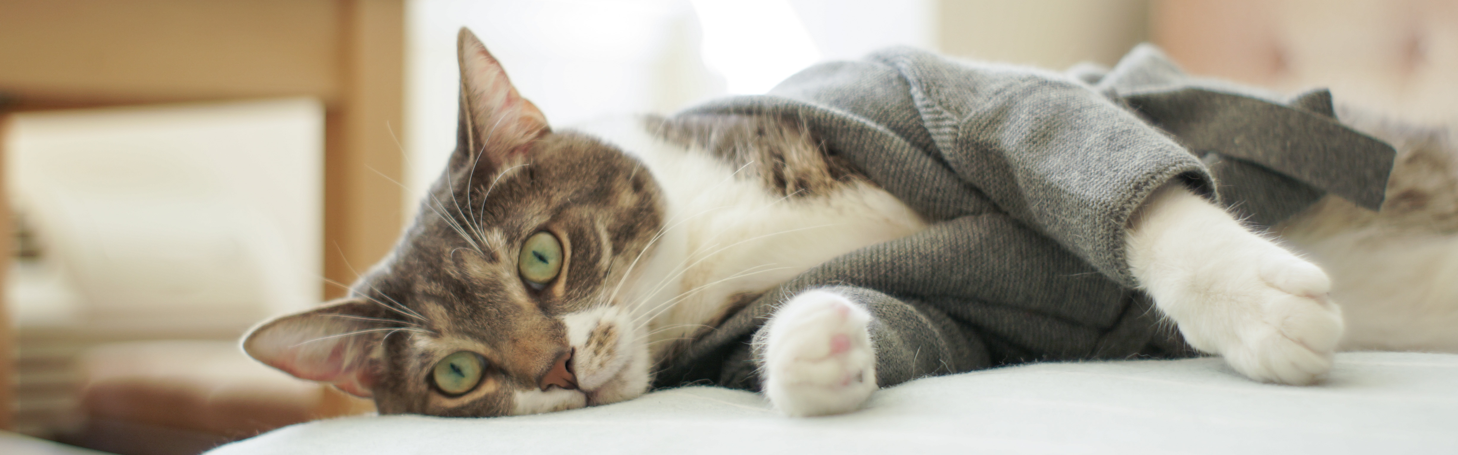 Introducing MM.LaPurr, a Business Cat-sual Line for Professional Felines